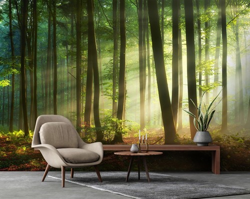 Fotomurale foresta sole alberi
