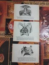 Lotto N.5 Stampe Anatomiche Vintage Antiquariato Ossa Della Faccia