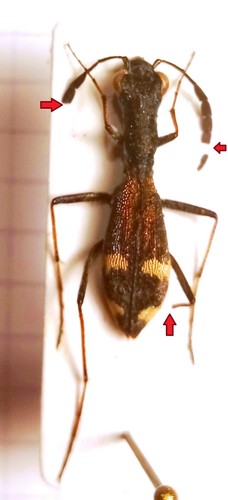 Carabidae cicindelinae dromica - carabidae,