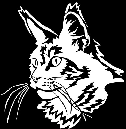 Adesivo maine coon sticker - maine,