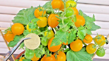 20 SEMI RARISSIMI DI POMODORO