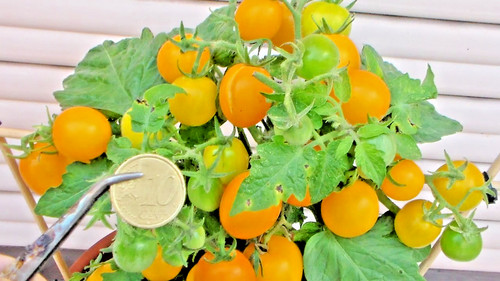 Semi rarissimi pomodoro - rarissimi,