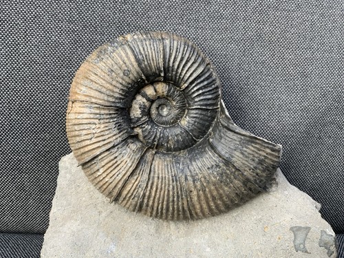 Rare fossil ammonite lytoceras - ammonite,