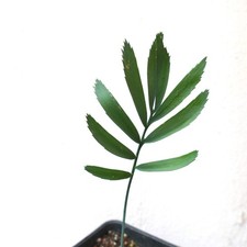 Encephalartos aemulans - Felce di palma gigante Zulu | Felce di palma Ngotshe