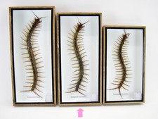 Xxl vero cendipede gigante - vero,
