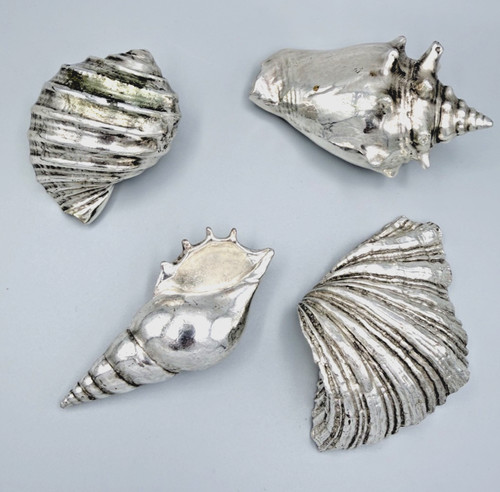 Rara coppia conchiglie - rara, di