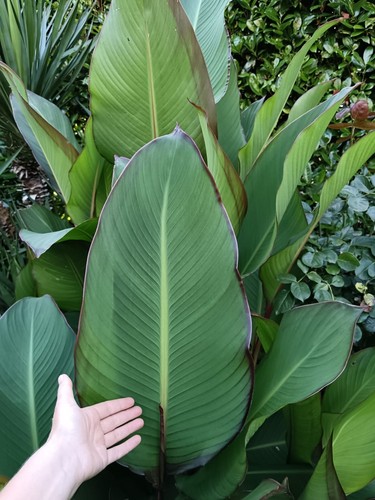 Pianta canna musaefolia - pianta,