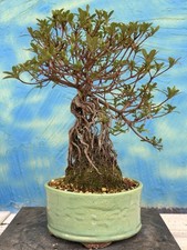 Joe Bonsai di Azalea Forma