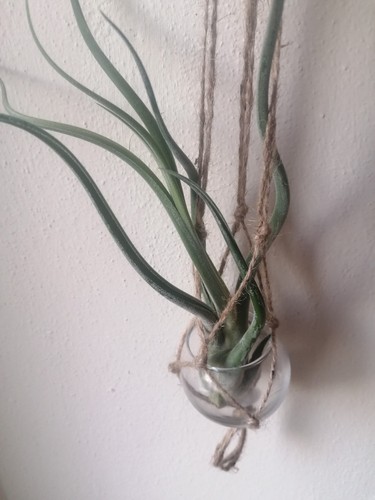 Tillandsia caput medusae - tillandsia, con