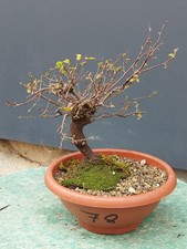 Bonsai Olmo Campestre 30x25cm