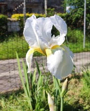 5 Rizomi Iris Germanica Barbata Varietà Antica Forma Bellissima!!