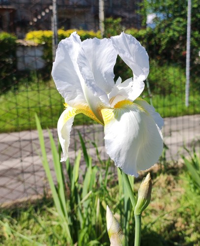 Rizomi iris germanica - 5,