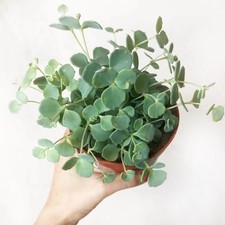 1pianta sedum sieboldii - sedum, sieboldii,
