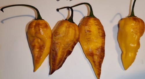 Semi peperoncino leopard - peperoncino,