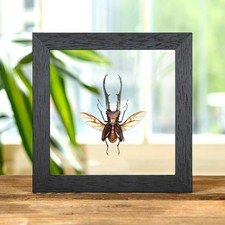 Taxidermy Stag Beetle with