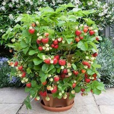 Semi fragola rampicante - di,