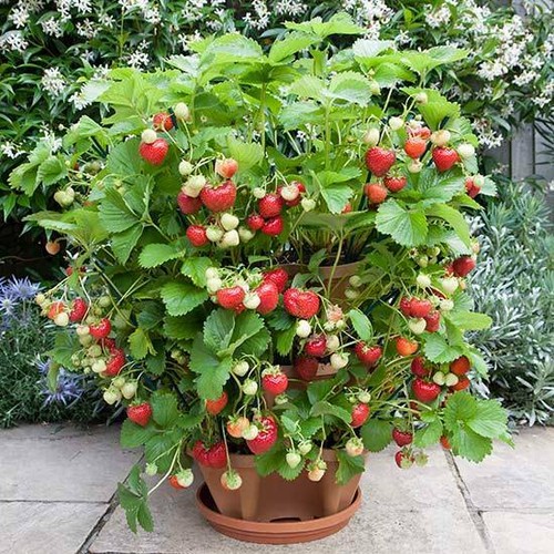 Semi fragola rampicante - fragola,