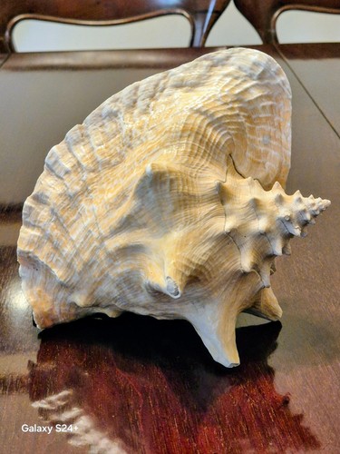 Conchiglia granchio eremita - di,
