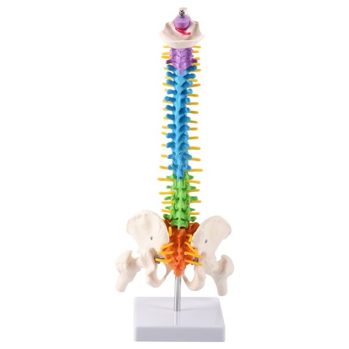 Modello anatomico della - anatomico,