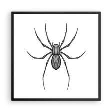 Poster 60x60cm Ragno Insetto