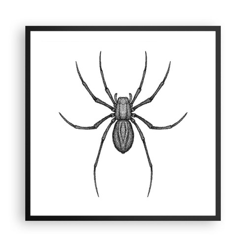 Poster 60x60cm ragno - 60x60cm, insetto