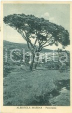 1927 ALBISSOLA MARINA (SV) Panorama con pino marittimo *Cartolina FP VG