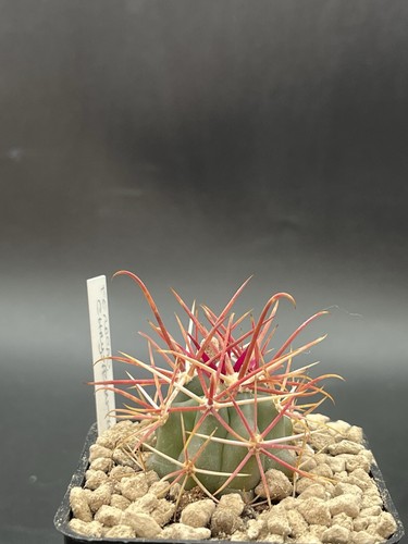 Ferocactus chrysacanthus rosso - ferocactus,