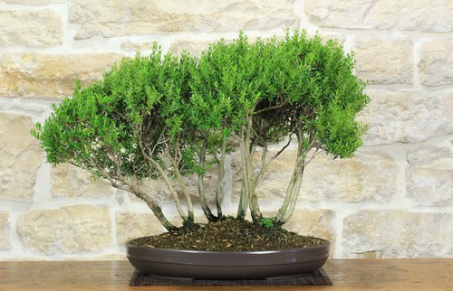 Boschetto mirto - di, (56)