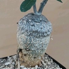 Fockea edulis CAUDEX (BIG) POT