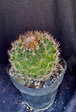 Discocactus araneispinus