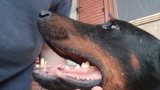 Cuccioli DOBERMANN