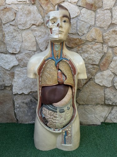 Modello anatomico vintage - modello,