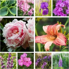 Collezione piante perenni - collezione,
