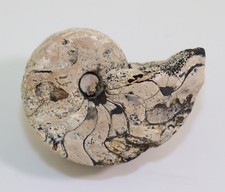 Nautilus, Cosmonautilus