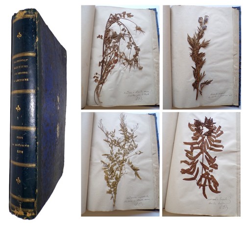 1878 important herbarium abbé - 1878,