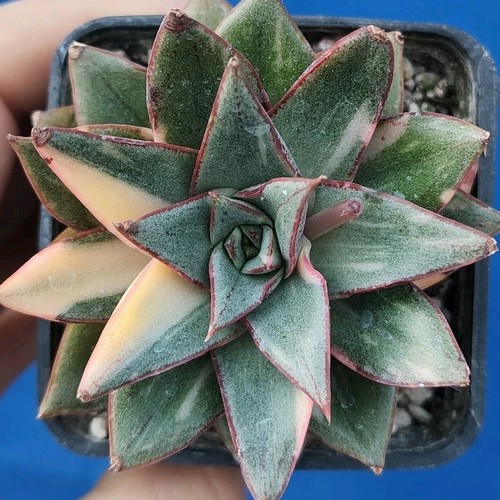 Echeveria monocerotis - echeveria,