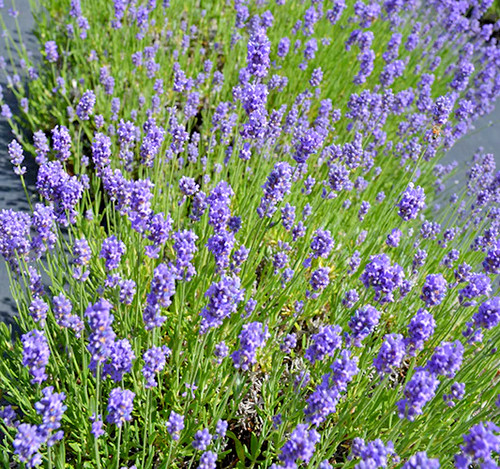 Semi lavandula angustifolia - di,