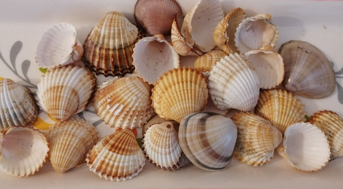 Conchiglie mare pz misti - di, 28