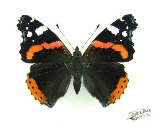 Red admiral butterfly vanessa - red,