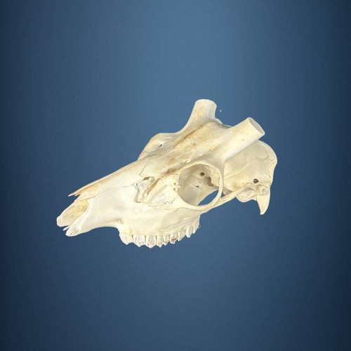 601sku teschio cervo sika - teschio, di