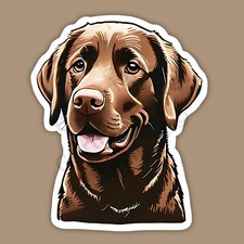 Chocolate Lab Labrador