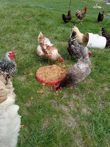 Uova pollo fertilizzate - uova, di