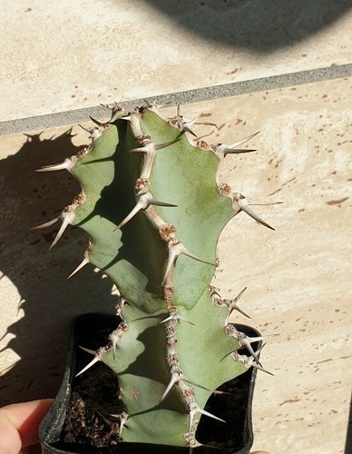 Euphorbia coerulescens pianta