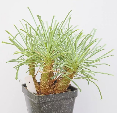 Euphorbia multifolia radice