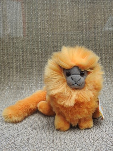 Leone oro tamarin wildlife - leone, d'oro