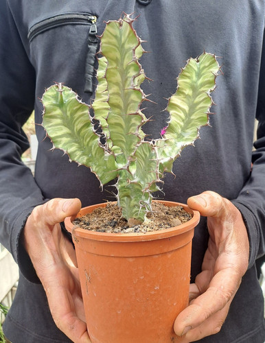 Euphorbia grandialata striped - euphorbia,