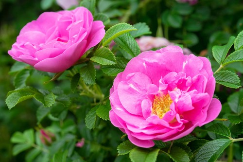Rosa rugosa pianta - pianta, di