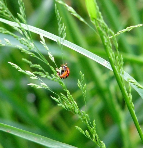 Photo 6x4 ladybird coccinella - photo,