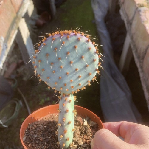 Pianta cactus succulenta - di,