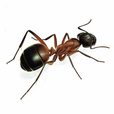 Formica antica rossa 1986 Rufa Durin Bernard Les Insectes vintage 11 x 13 pollici